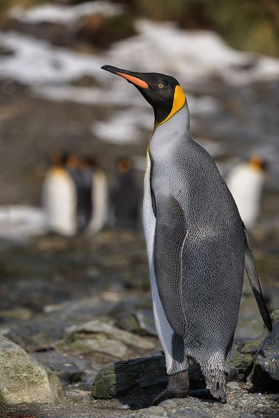 Antarctica-South Georgia Island-Elsehul Bay King penguin close-up